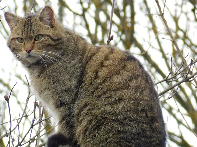 Wildkater Waro (Foto:  &copy; Fiene Sch&ouml;nknecht)