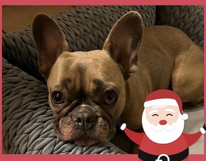 Bulldogge zu Weihnachten (Foto: Britta Unger)