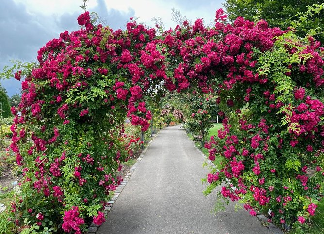 Wundervoller Rosenbogen im Rosengarten der Rosenstadt Bad Langensalza (Foto: Eva Maria Wiegand)