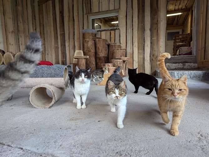 Rund 40 Katzen warten im Tierheim in S&ouml;mmerda auf ein neues Zuhause. (Foto: Janine Skara)