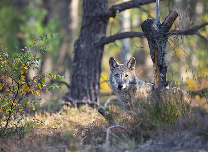 Der Wolf (Foto: NABU/Kathleen Gerber)