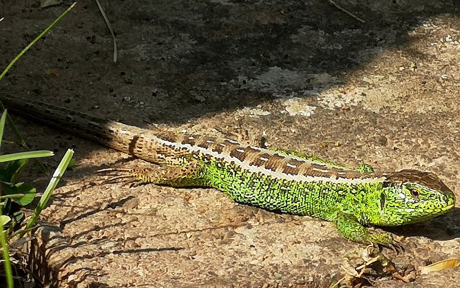 Fr&uuml;hlingserwachen im Garten mit Zauneidechse (Foto: S.Boikat)