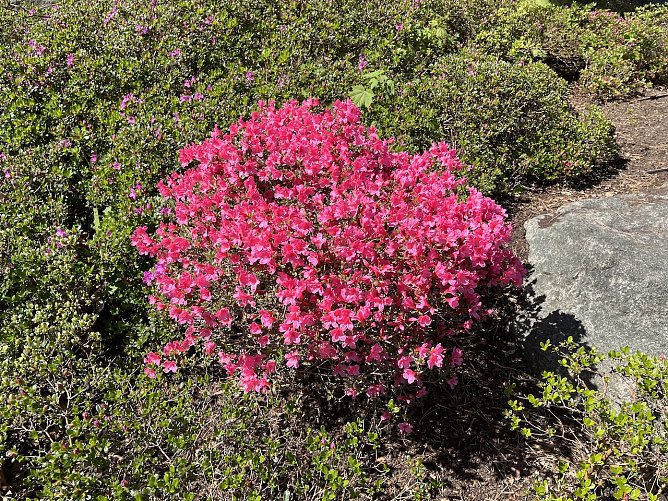 Vorsicht mit den Pflanzen im Freien: es gibt wieder Nachtfröste (Foto: oas) Vorsicht mit den Pflanzen im Freien: es gibt wieder Nachtfröste (Foto: oas)