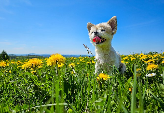 Hund Spike on Tour (Foto: Andreas Grunwald) Hund Spike on Tour (Foto: Andreas Grunwald)