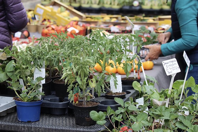 Grünes Innenstadtfest in Bad Langensalza (Foto: Eva Maria Wiegand) Grünes Innenstadtfest in Bad Langensalza (Foto: Eva Maria Wiegand)