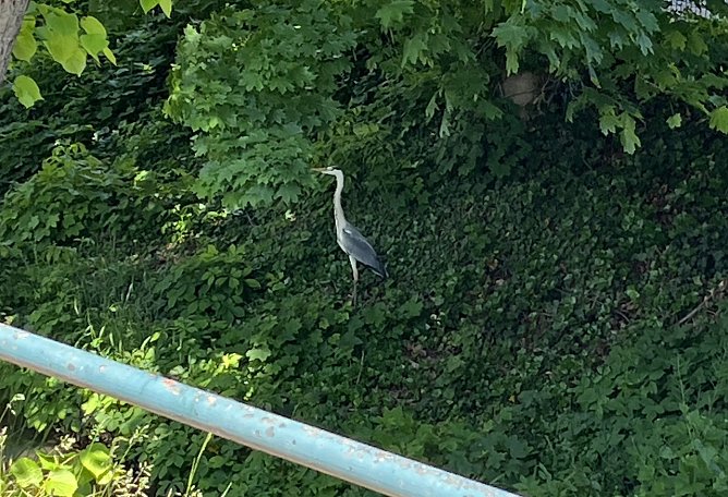 Die ersten Zaung&auml;ste sichern sich bereits vor dem Rennen die besten Pl&auml;tze (Foto: oas)