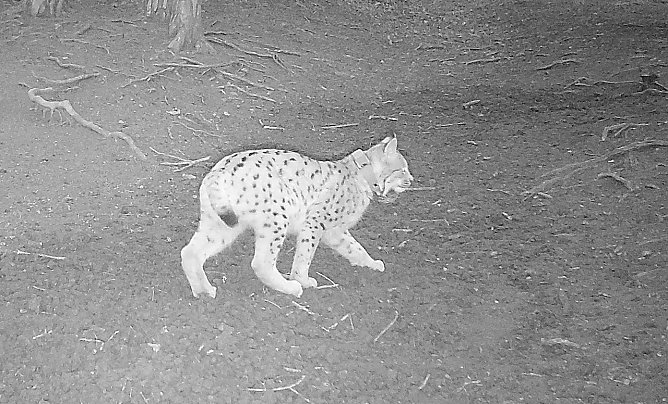 Luchs in der Foto-Falle im Saaletak (Foto: Nabu) Luchs in der Foto-Falle im Saaletak (Foto: Nabu)