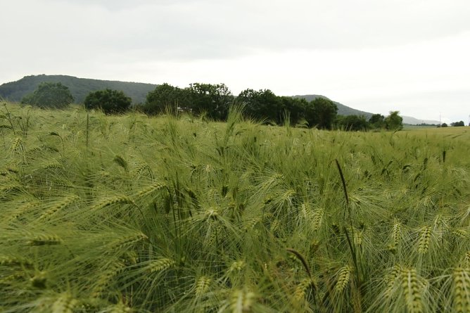 Wetterbild (Foto: agl) Wetterbild (Foto: agl)