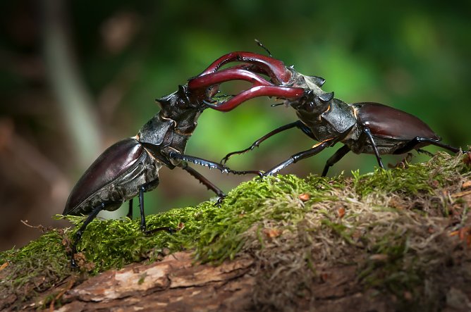 Imposante Erscheinung: Der Hirschk&auml;fer (Foto:  NABU/Anne Rollero)