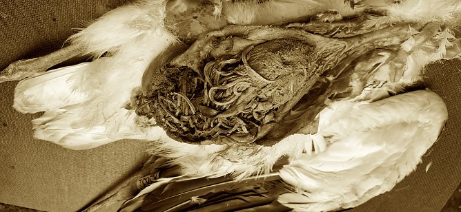 Gummib&auml;nder im Magen eines verendeten Wei&szlig;storches (Foto: Juliane Ballmer)