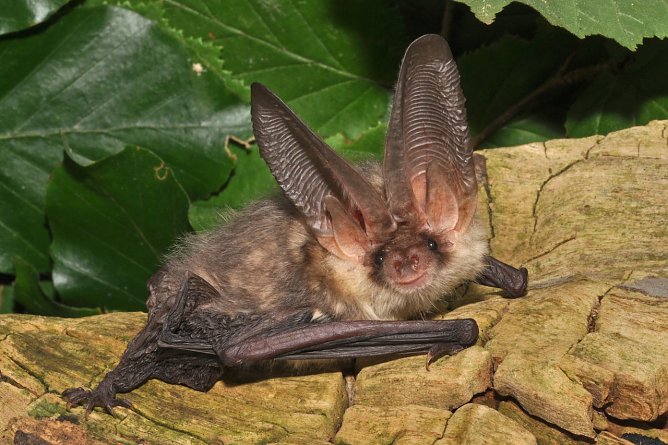 Fledermaus-Braunes Langohr (Foto: Eckhard Grimmberger)