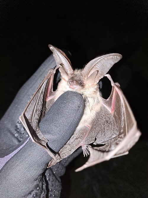 Die Gro&szlig;e Mausohrfledermaus ganz nah betrachtet (Foto: Dr. Lars Ludwig)