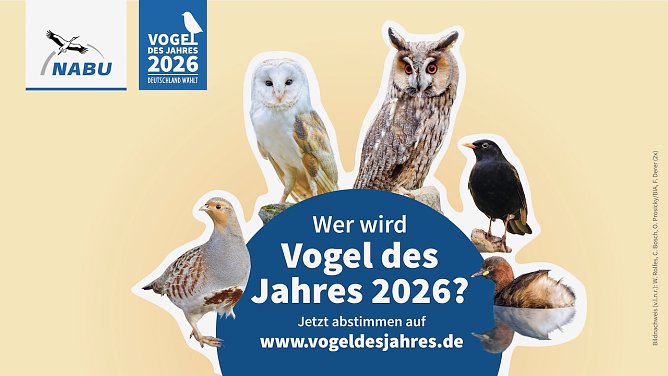 Wahl zum Vogel des Jahres 2026 (Foto: NABU/W. Rolfes, C. Bosch, O. Prosicky/BIA, F. Derer) Wahl zum Vogel des Jahres 2026 (Foto: NABU/W. Rolfes, C. Bosch, O. Prosicky/BIA, F. Derer)