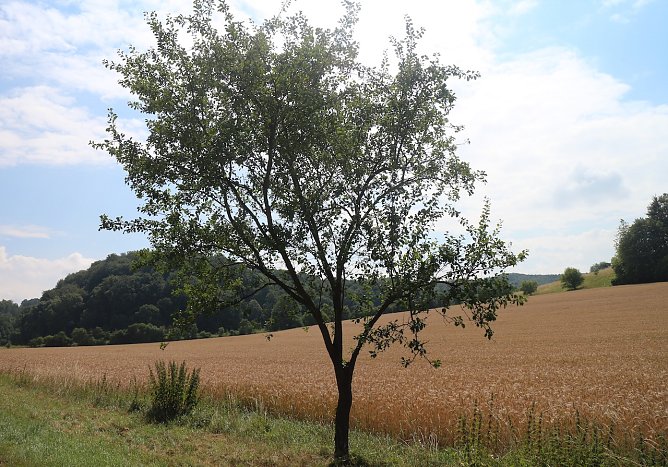 Wetterbild (Foto: nnz)
