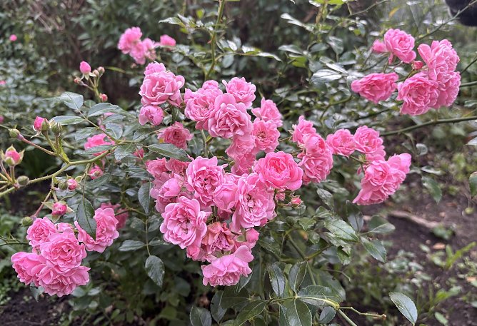 Hochsommer voraus an diesem Wochenende (Foto: oas)
