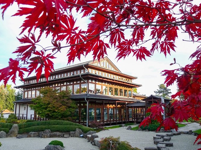Herbstliche Ahornf&auml;rbung im Japanischen garten (Foto: KTL)