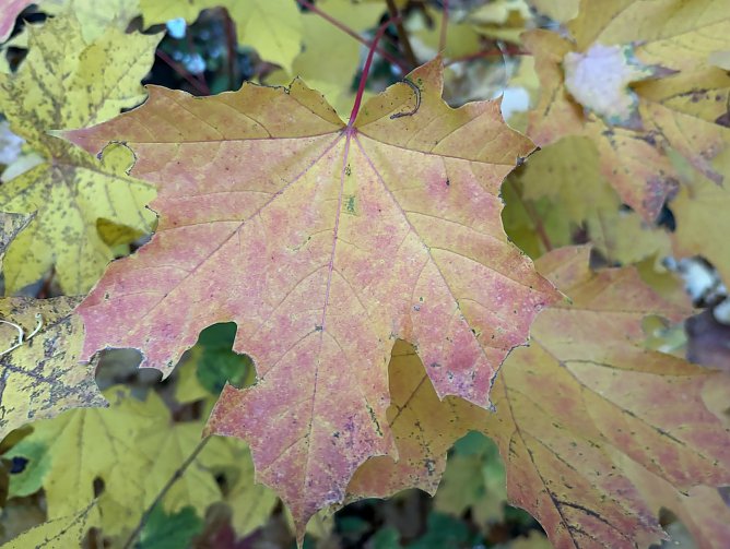 Bewölkt und trocken in den nächsten Tagen (Foto: oas) Bewölkt und trocken in den nächsten Tagen (Foto: oas)
