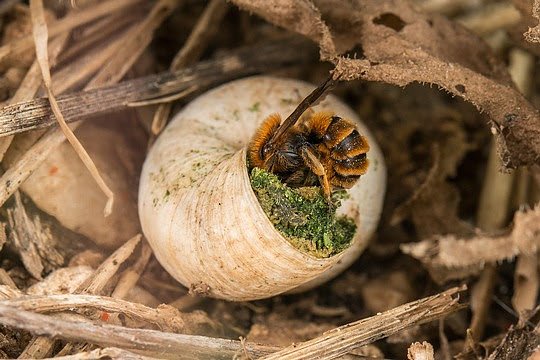 Die Wildbiene hat in einem leeren Schneckenhaus einen nat&uuml;rlichen Nistplatz gefunden. (Foto: Wildbiene + Partner)