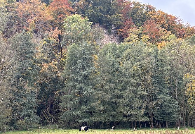 Herbstidyll am Alten Stolberg (Foto: oas) Herbstidyll am Alten Stolberg (Foto: oas)
