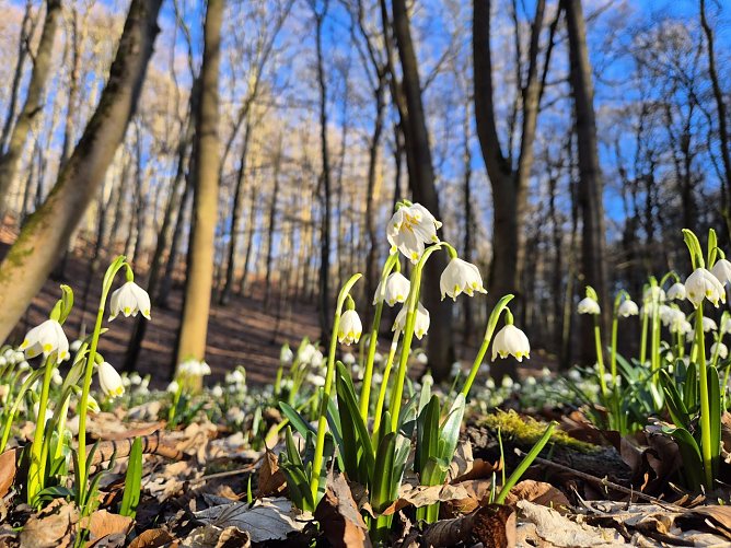 M&auml;rzenbecher im Nationalpark Hainich (Foto: Cornelia Otto-Albers)