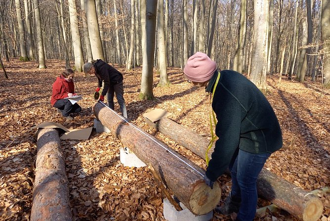Totholz-Forschungsprojekt (Foto: S. Pompe)