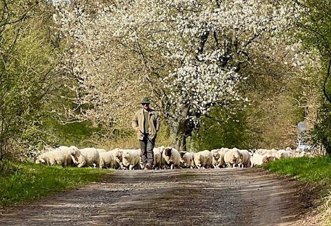 Schafherde mit Sch&auml;fer (Foto: Diana Kupfer)
