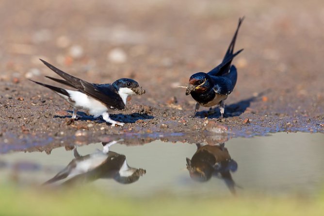 Mehl- und Rauchschwalbe nebeneinander (Foto: Matthias Sch&auml;f/NABU)