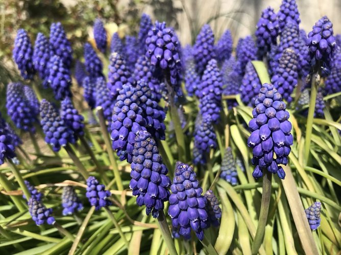 Symbolbild Fr&uuml;hling (Foto: agl)