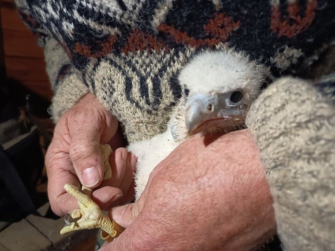 Jungfalke wird beringt (Foto: Steffi Maass, Mühlhäuser Museen) Jungfalke wird beringt (Foto: Steffi Maass, Mühlhäuser Museen)