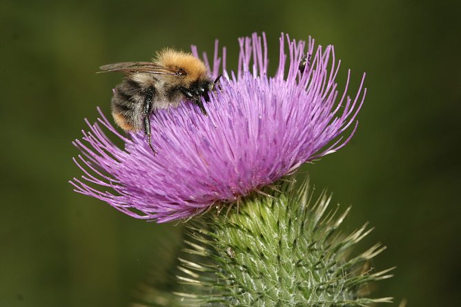 Auch Hummeln, hier auf einer Diestel, profitieren von einem naturnahen Garten. (Foto: NABU/Helge May)