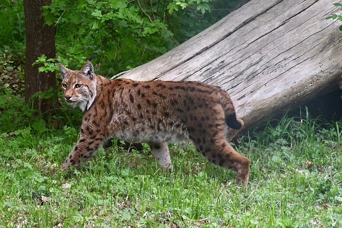 Luchskuder Siron im Schaugehege im Wildkatzendorf Hütscheroda (Foto: Bärbel Bawey) Luchskuder Siron im Schaugehege im Wildkatzendorf Hütscheroda (Foto: Bärbel Bawey)
