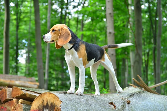Ein Beagle steht auf einem Baumstumpf im Wald. (Foto: A. Knoll) Ein Beagle steht auf einem Baumstumpf im Wald. (Foto: A. Knoll)