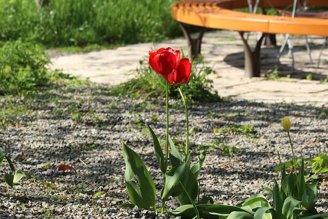 BUND Garten in Bad Langensalza (Archiv) (Foto: Eva Maria Wiegand) BUND Garten in Bad Langensalza (Archiv) (Foto: Eva Maria Wiegand)