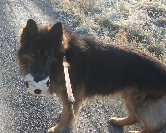 Aris (Foto: Gnadenhof Sondershausen)