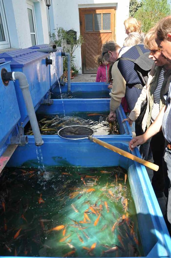 Fischfest in Auleben