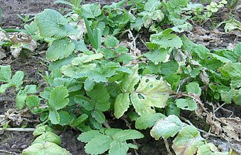 Rettiche im Garten