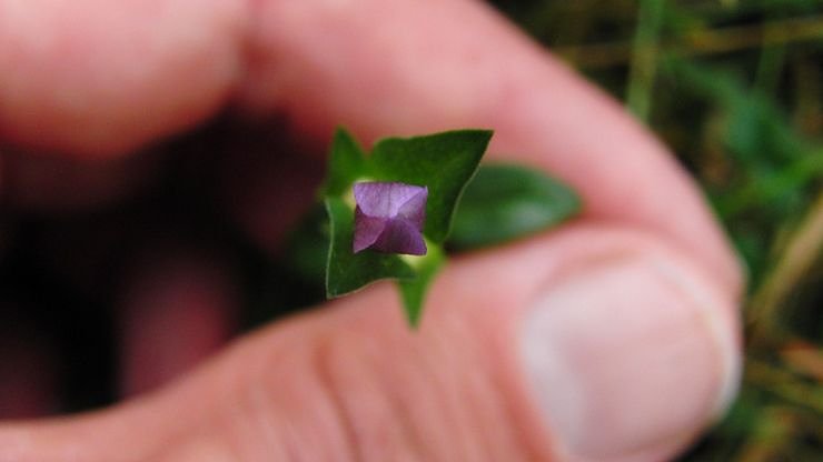 Enziane in der Heimat