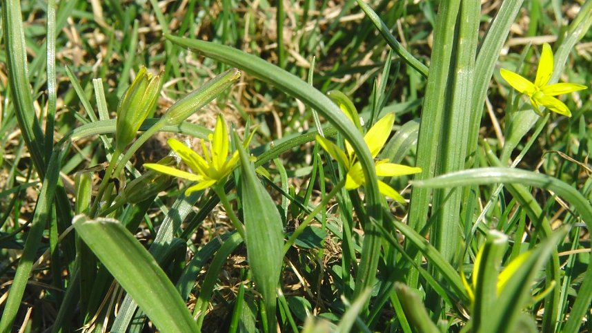 Die Pflanze von nebenan