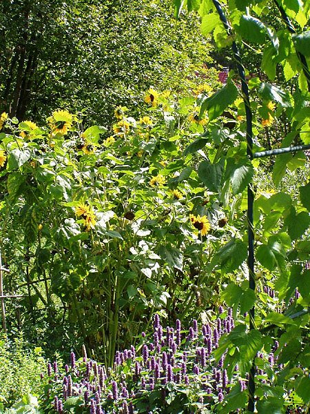 Kr&auml;utergarten