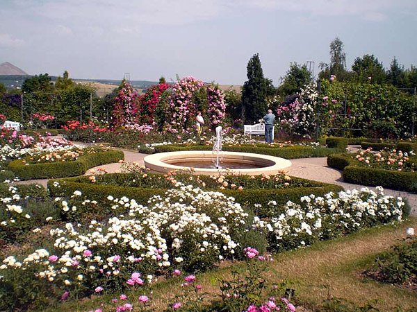 105 Jahre Europa-Rosarium