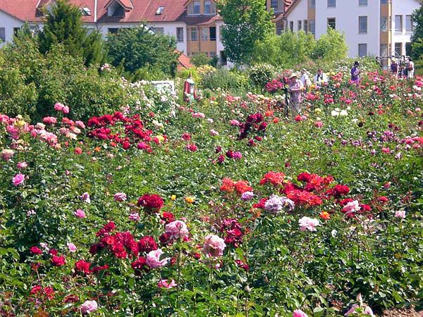 105 Jahre Europa-Rosarium