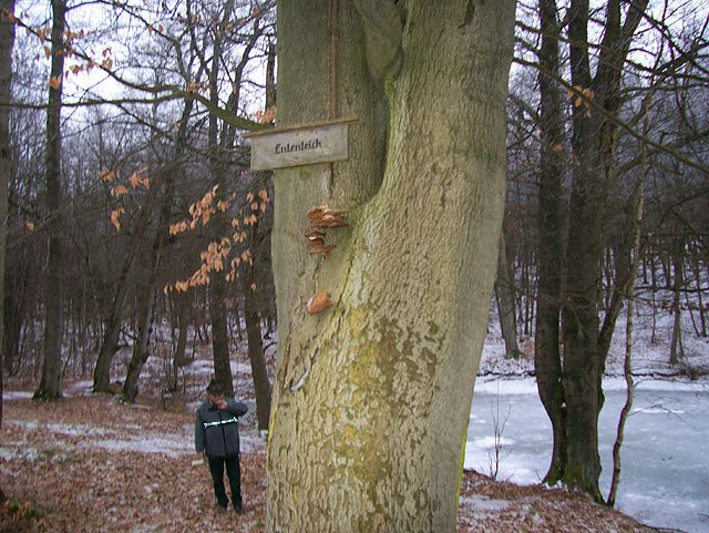 Am Ententeich im Kyffh&auml;userwald