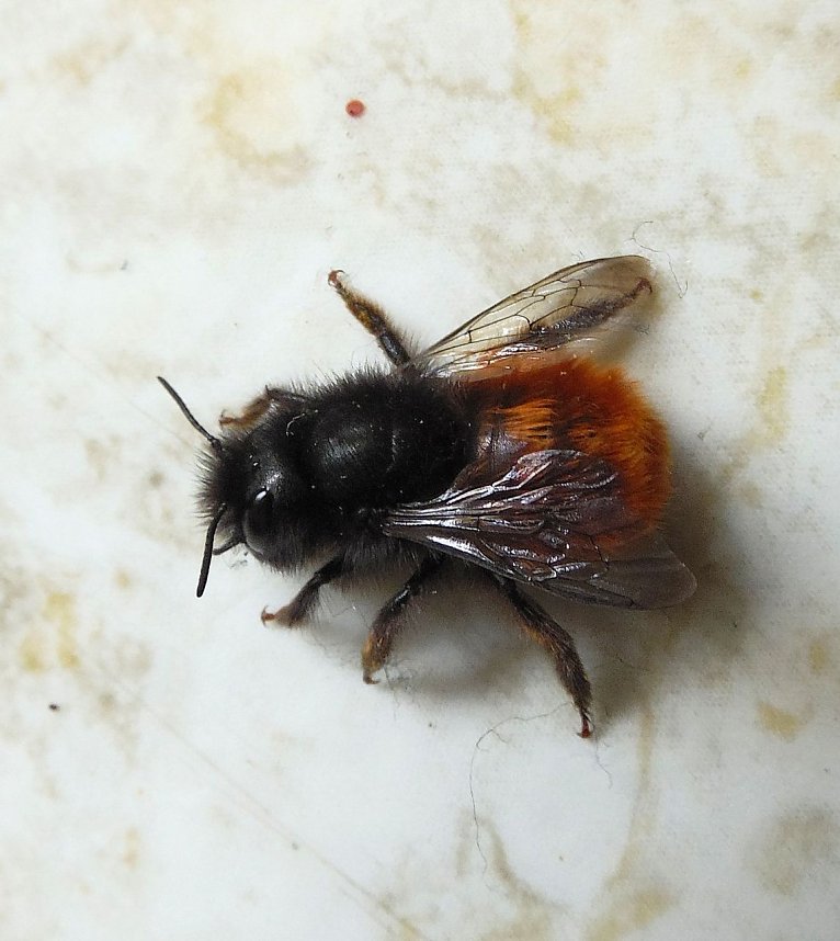 Besuch eines Fr&uuml;hlingsboten: Steinhummel