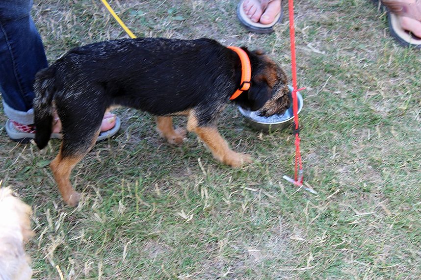 Auf dem Possen bellt es