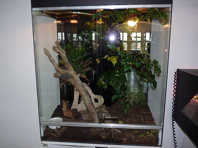 Welt der Spinnen
