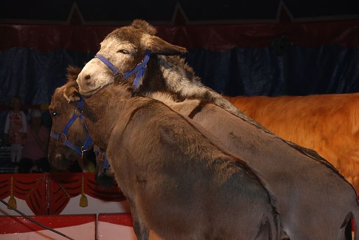 Circus Rolina gastiert in Nordhausen 