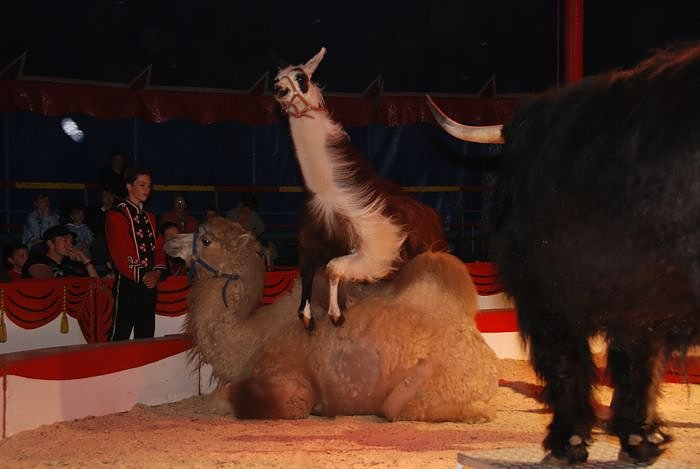 Circus Rolina gastiert in Nordhausen 