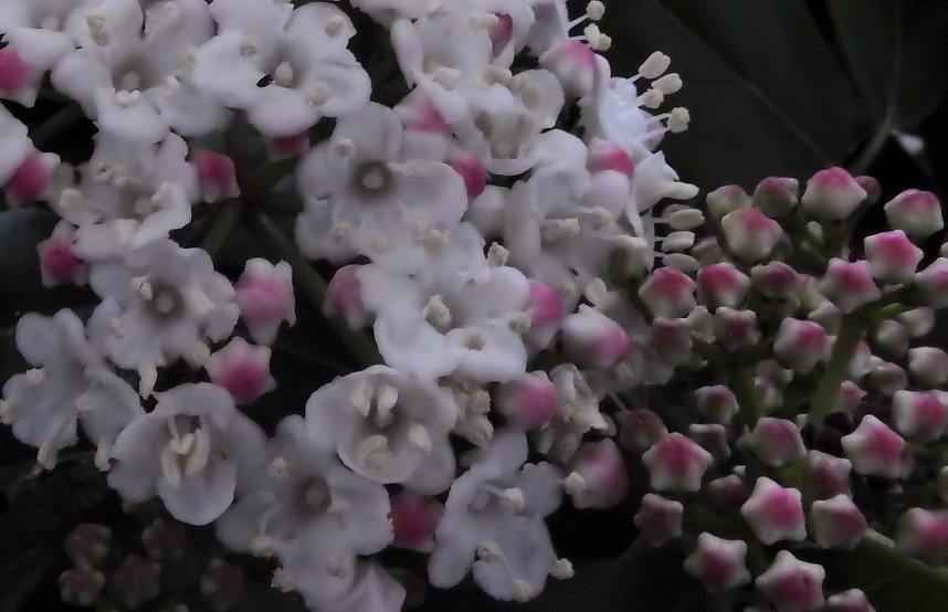 Peter Blei zu Besuch auf Schloss Oranienbaum