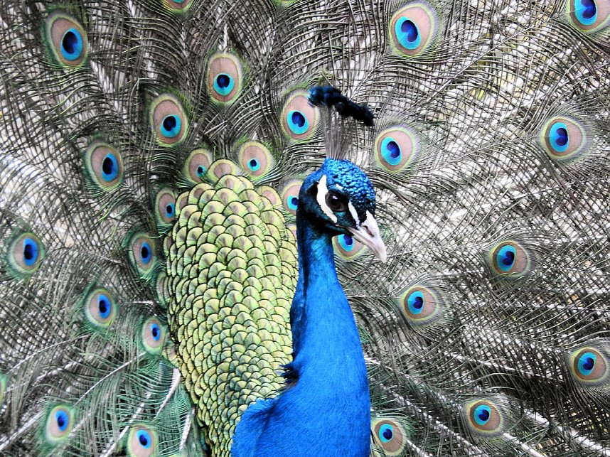 Fr&uuml;hlingserwachen in der Vogelwelt