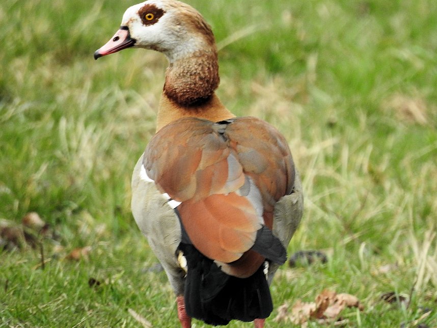 Fr&uuml;hlingserwachen in der Vogelwelt
